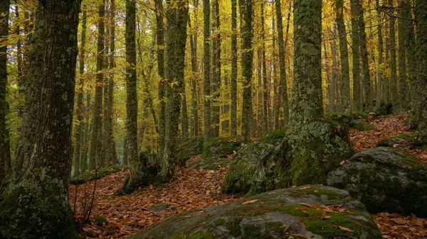 Uma Floresta Cercada Por Árvores Cobertas Musgos Folhas Sob Luz — Fotografia de Stock