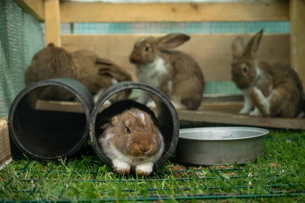 Grupo de coelhos peludos adoráveis domésticos em uma jaula — Fotografia de Stock