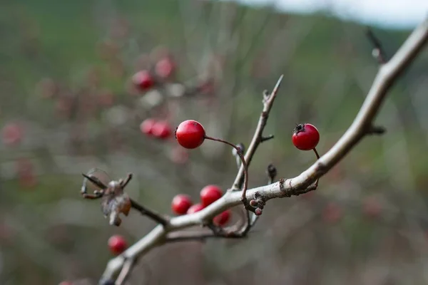 Close-up shot van een winterbes boom aftakking op een wazige achtergrond — Stockfoto