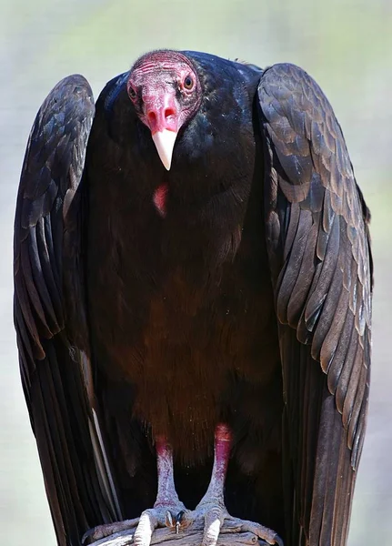 Fechar de um abutre de Turquia com uma cabeça rosa sob a luz do sol com um fundo embaçado — Fotografia de Stock