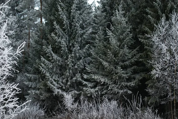Veel Dennenbomen Bedekt Met Sneeuw Een Bos Geweldig Voor Een — Stockfoto