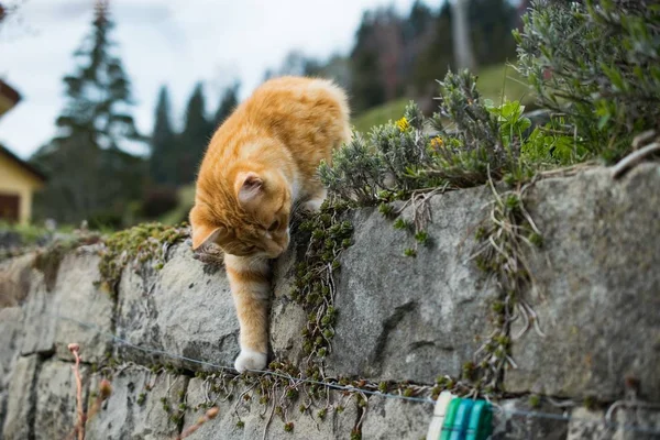 Orangefarbene Hauskatze auf einer Steinmauer, die mit einem Wäschekabel auf verschwommenem Hintergrund spielt — Stockfoto