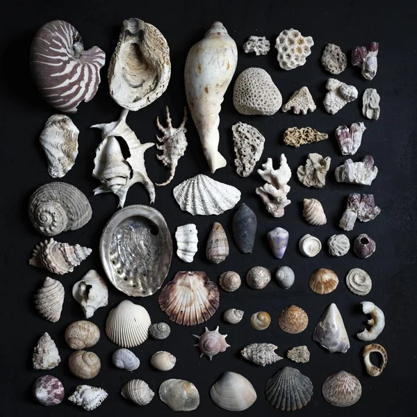 Fekete háttér egy csomó különböző kagylók — Stock Fotó