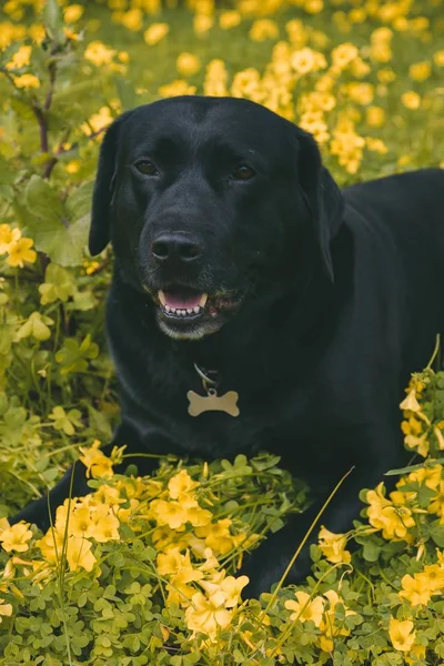 Vertical shot of a cute dog laying on the ground near yellow flowers — Stok fotoğraf