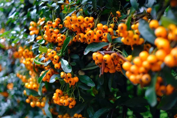 A wall of ripe orange firethorns in green leafs — Stock Photo, Image