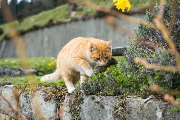Милий домашній кіт грає з травою на розмитому тлі — стокове фото