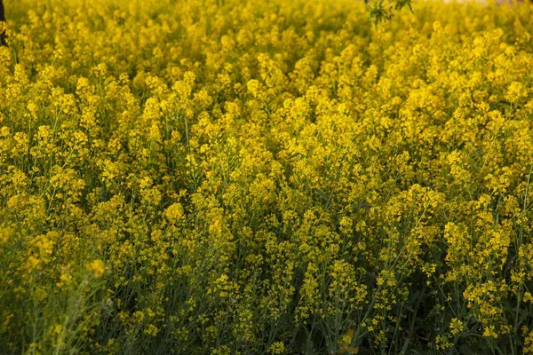 背景がぼんやりとした陽射しの下で黄色い花に覆われた畑 — ストック写真