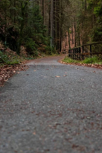 Una Foto Grandangolare Una Strada Che Conduce Una Foresta Piena — Foto Stock