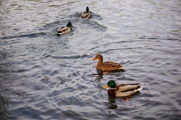 Alto ángulo de tiro de los patos lindos nadando en el lago — Foto de Stock