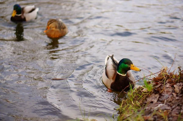 Tiro de ângulo alto dos patos bonitos nadando no lago — Fotografia de Stock