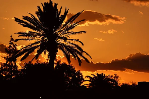 Les Silhouettes Des Arbres Sous Ciel Nuageux Pendant Coucher Soleil — Photo