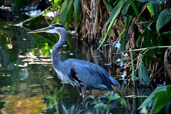 Oiseau d'eau dans un lac entouré de verdure sous la lumière du soleil avec un fond flou — Photo