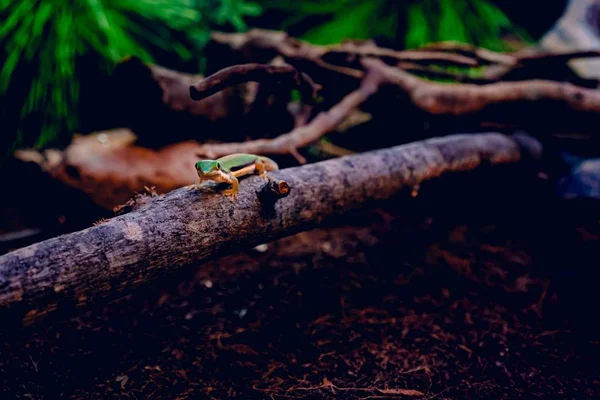 Πράσινη σαύρα περπατά σε ένα κομμάτι ξύλο πάνω από καφέ ξηρά φύλλα που περιβάλλεται από κλαδιά δέντρων — Φωτογραφία Αρχείου
