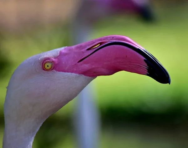 Close Grande Flamingo Com Enorme Bico Sob Luzes Com Fundo — Fotografia de Stock