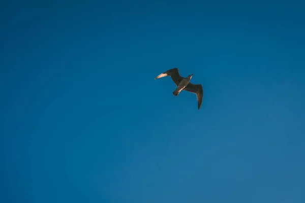Låg vinkel skott av en mås flyger med en blå himmel i bakgrunden — Stockfoto