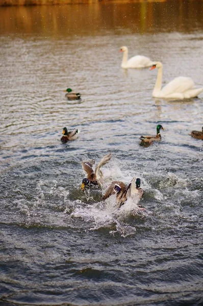 Plan vertical à angle élevé de canards et cygnes nageant dans le lac — Photo
