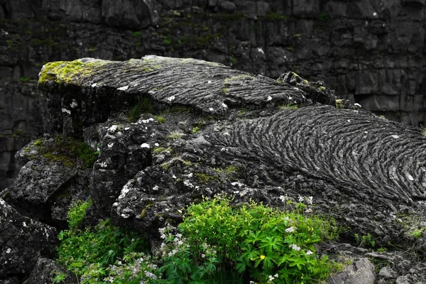 在模糊的背景下 一张布满苔藓的岩石悬崖的特写照片 — 图库照片