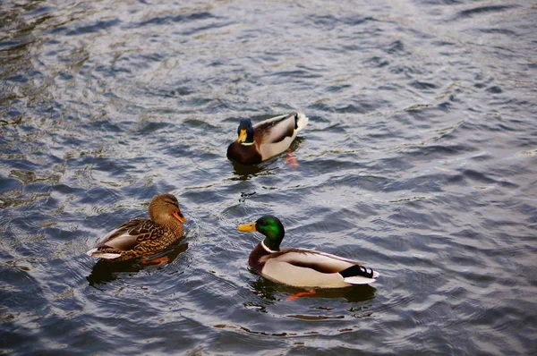三只可爱的鸭子在湖中游泳时的垂直高角射击 — 图库照片