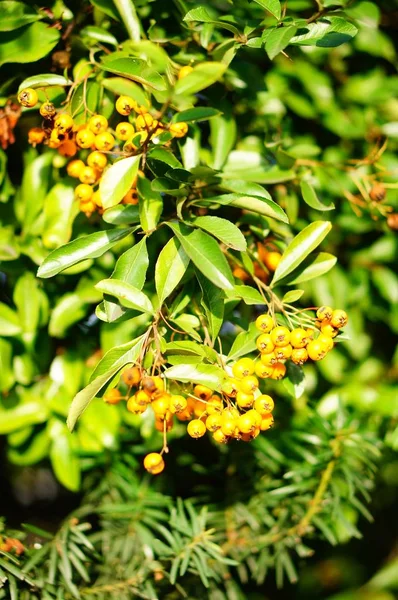A vertical selective focus shot of yellow berries growing on the plant covered with the sunlight