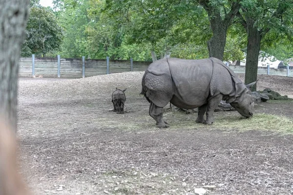 Imagem de rinoceronte indiano caminhando em um campo cercado por cercas e vegetação no zoológico — Fotografia de Stock