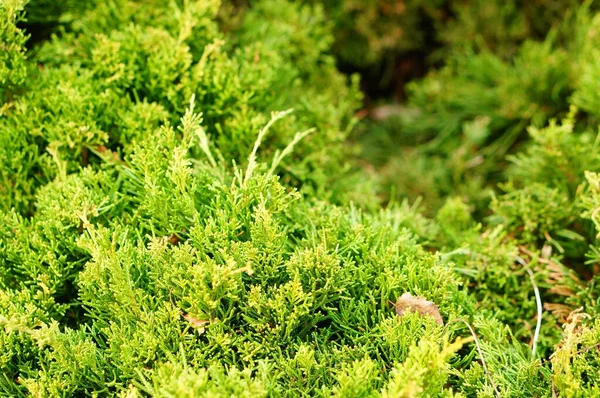 Closeup Shot Branches Green Pine Tree Blurry Background — Stock Photo, Image