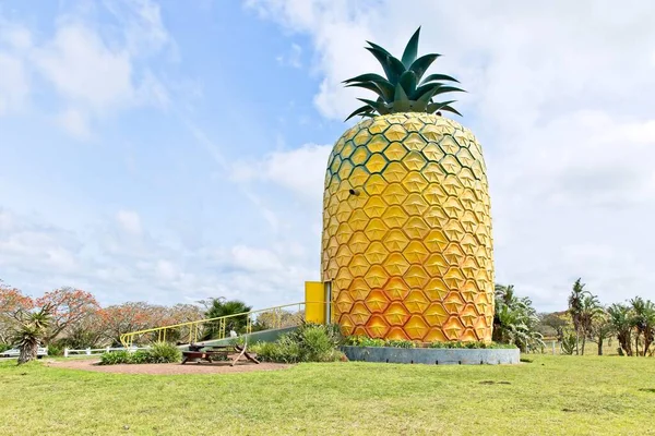 Low Angle Shot Pineapple Bathurst Grassy Fields Captured South Africa — Stock Photo, Image