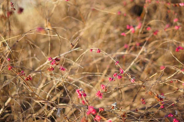 Selective Focus Shot Red Berries Growing Wooden Sticks — Stockfoto