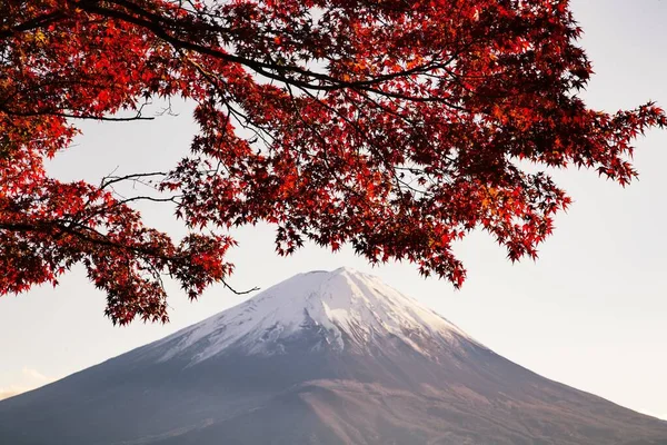 Acero Con Foglie Rosse Sotto Luce Del Sole Con Una — Foto Stock