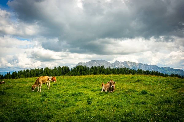 Cows Grazing Valley Alp Mountains Austria Cloudy Sky — Stock Photo, Image