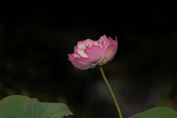 Closeup Pink Sacred Lotus Surrounded Greenery Sunlight Blurry Background — Stockfoto