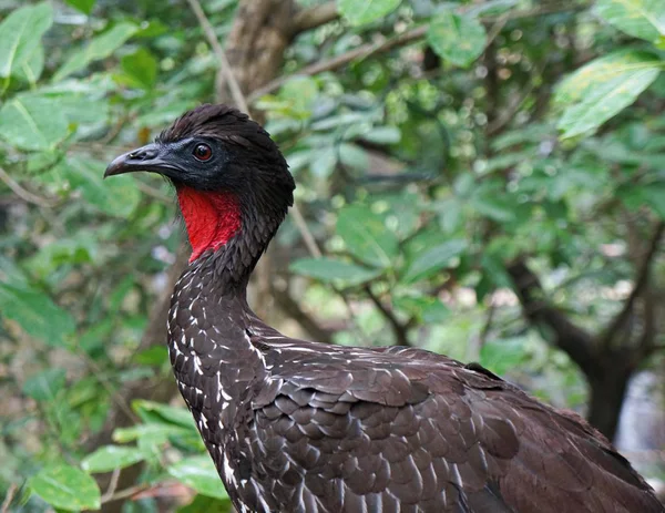 Прекрасний Чорний Птах Канкуні — стокове фото