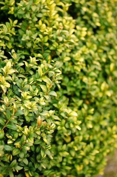 小さな緑の葉を持つ植物の垂直閉鎖ショット — ストック写真