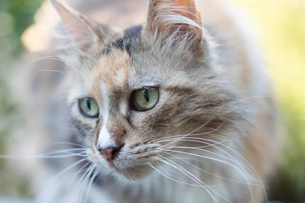 Eine Nahaufnahme Einer Gestromten Katze Sonnenlicht Mit Grün Auf Dem — Stockfoto