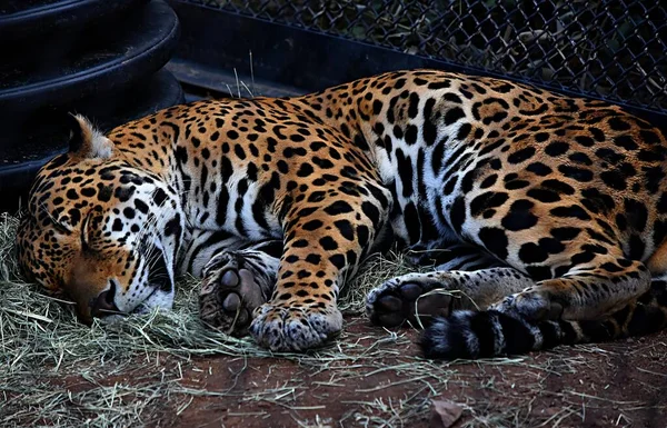 Egy Alvó Afrikai Leopárd Ketrecben Állatkert Fényei Alatt — Stock Fotó