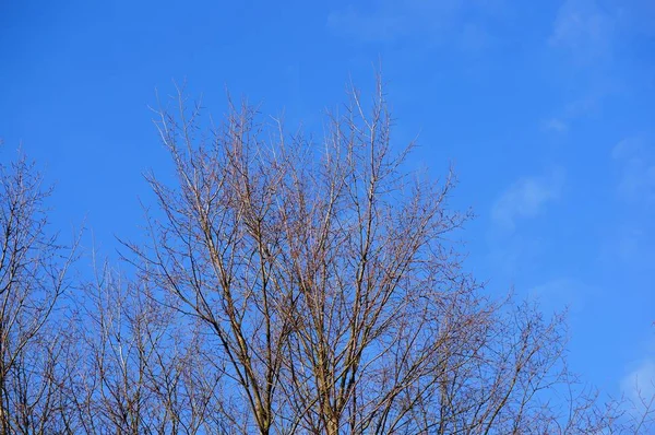 Topo Uma Árvore Sem Folhas Contra Céu Azul — Fotografia de Stock