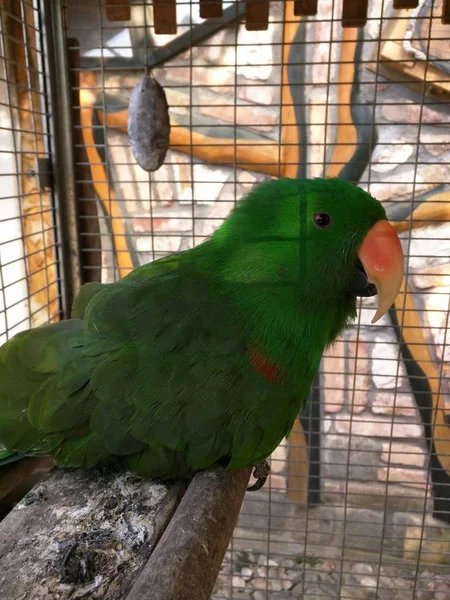 Veertical Closeup Shot Cute Green Parrot Sitting Cage Zoo — Stockfoto