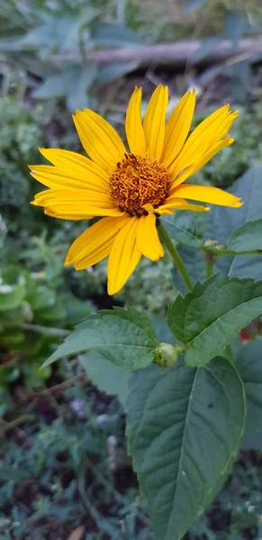 Disparo Vertical Cierre Una Hermosa Flor Caléndula Campo Amarillo Con —  Fotos de Stock