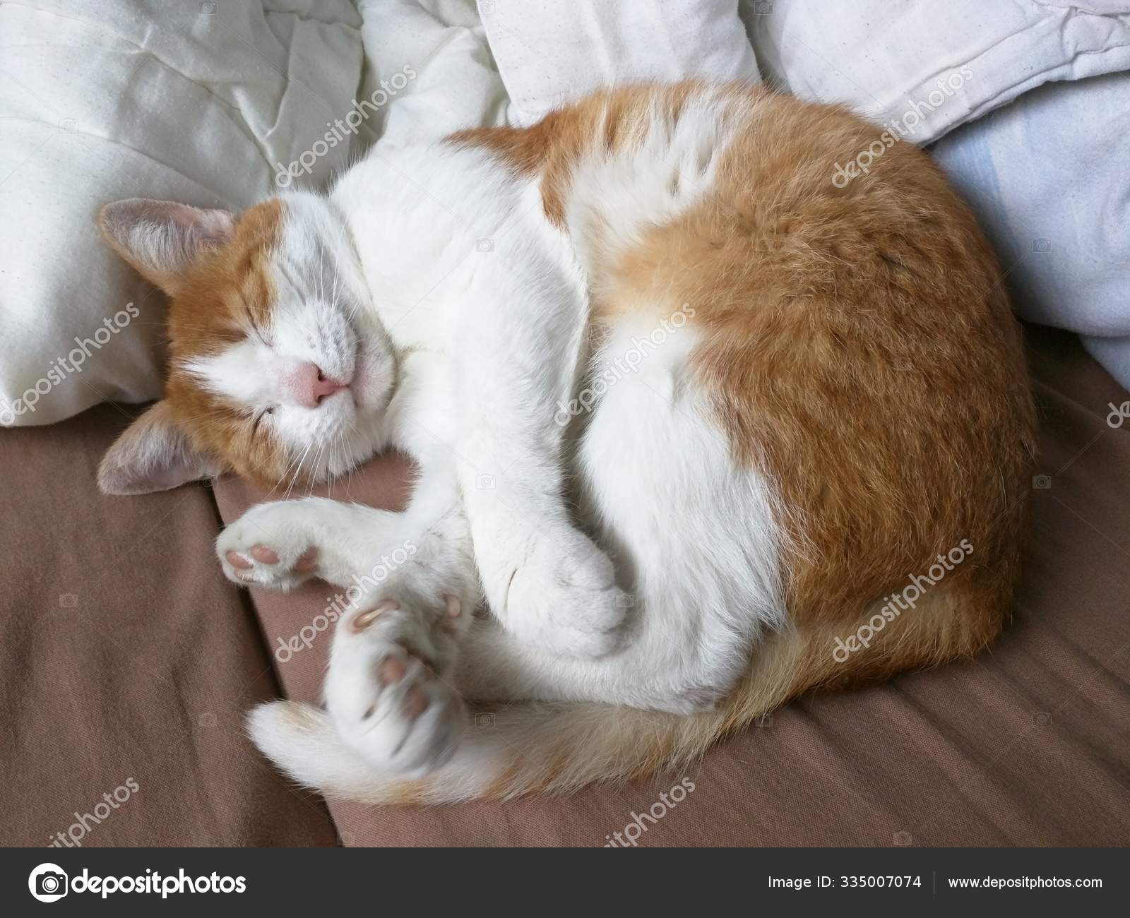 Mignon Chat Orange Domestique Reposant Sur Canape Avec Des Oreillers Image Libre De Droit Par Wirestock C Mignon Chat Orange Domestique Reposant Sur Canape Avec Des Oreillers Image Libre De Droit Par Wirestock C