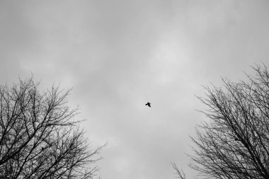 Low angle shot of a bird flying under the dark sky above leafless trees clipart