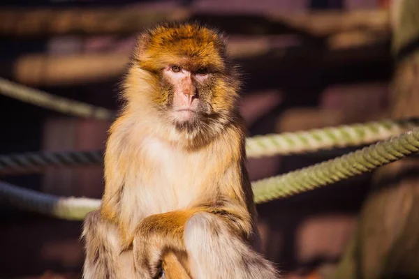 Paisagem tiro de um macaco marrom com borrado no fundo — Fotografia de Stock
