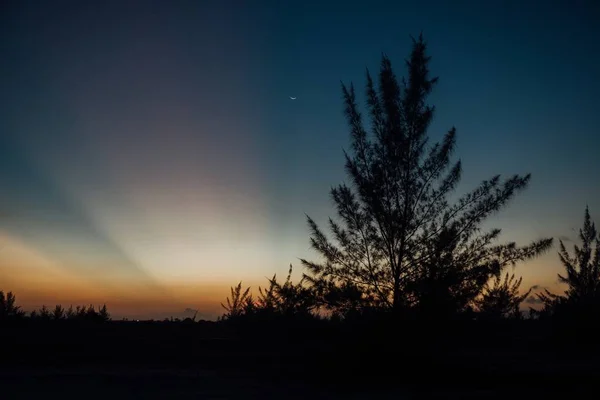 Silhouette albero in un campo durante il bellissimo tramonto a Rio de Janeiro — Foto Stock