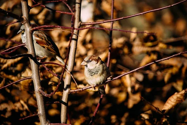 Primer plano del paisaje de dos pájaros descansando sobre las ramas con fondo borroso — Foto de Stock