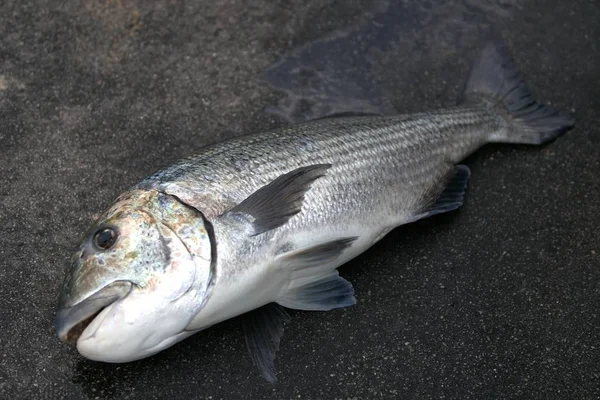 Ein Toter Fisch Auf Einer Grauen Betonoberfläche — Stockfoto