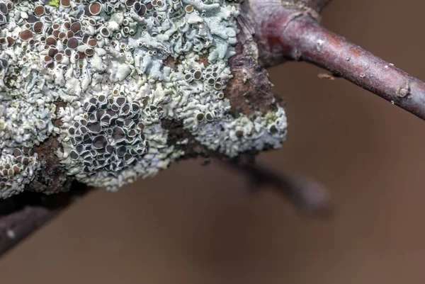 Mushrooms growing next to each other on a piece of a tree branch — 스톡 사진