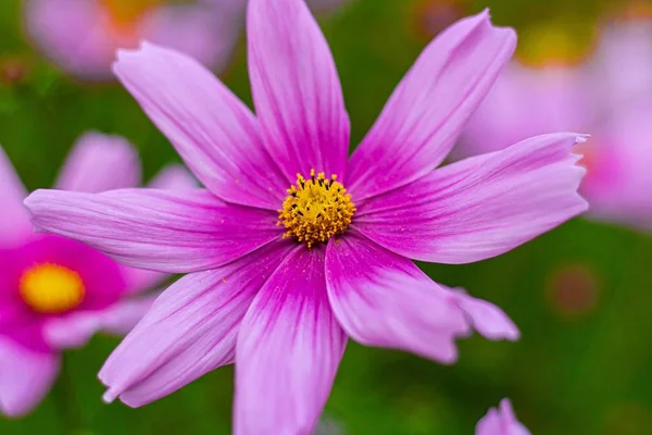 Closeup landscape shot of a purple cosmos plant with a blurred in the background — Stock Photo, Image