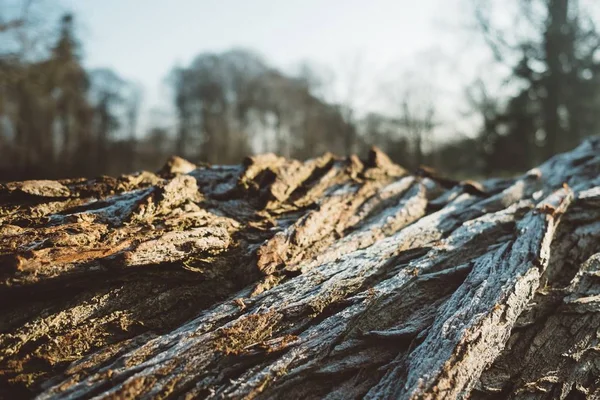 Detailní Záběr Suchého Dřeva Lese Obklopeného Dalšími Stromy — Stock fotografie