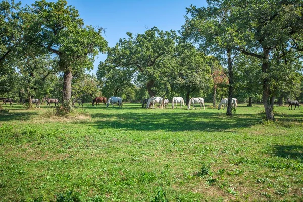 Campo ensolarado em Lipica, Parque Nacional da Eslovénia com cavalos pastando ao fundo — Fotografia de Stock