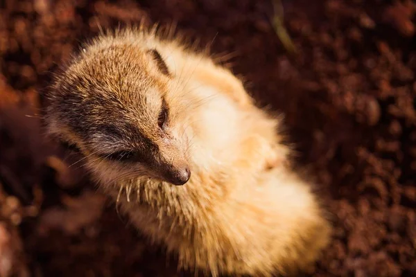 Paisagem close-up overhead shot de um meerkat marrom com um borrado no fundo — Fotografia de Stock