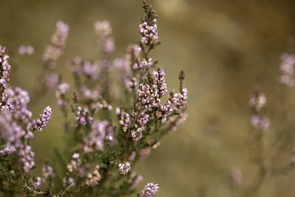 Closeup of callunas under sunlight in a garden with a blurry background — Stock Photo, Image