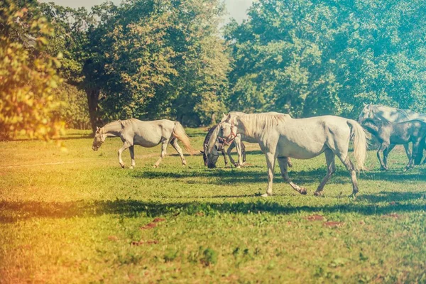 Belos Cavalos Brancos Pastando Campo Dia Ensolarado — Fotografia de Stock